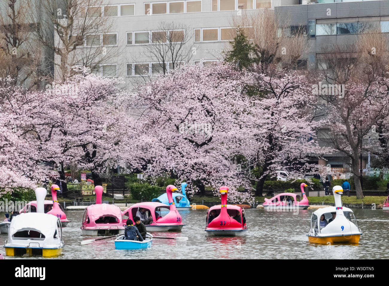 Giappone, Honshu, Tokyo, Ueno, il Parco Ueno Shinobazu Pond, persone in barca Foto Stock