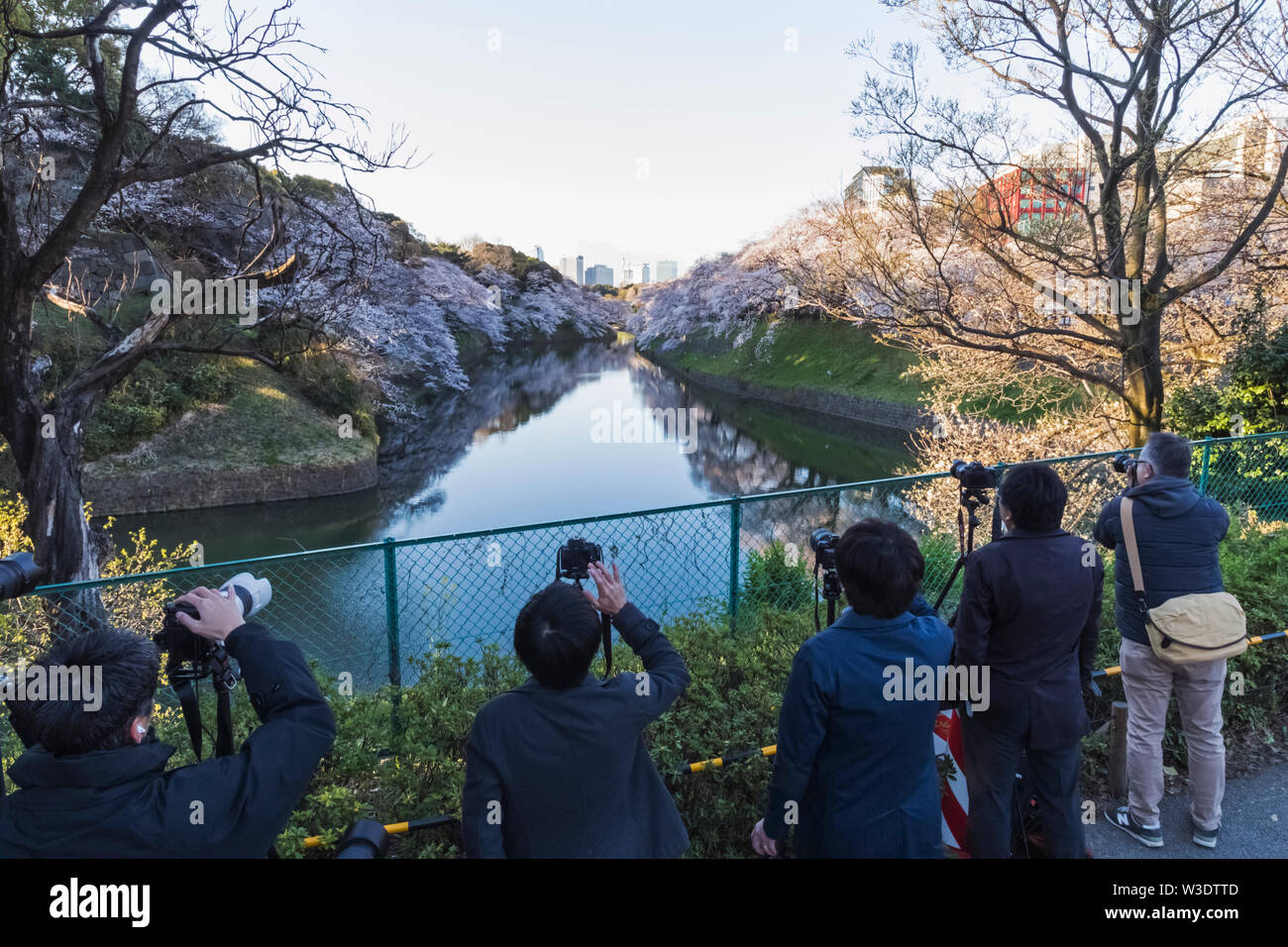 Giappone, Honshu, Tokyo, Kudanshita, Chidori-ga-fuchi, gruppo di fotografi riprese di fiori di ciliegio Foto Stock