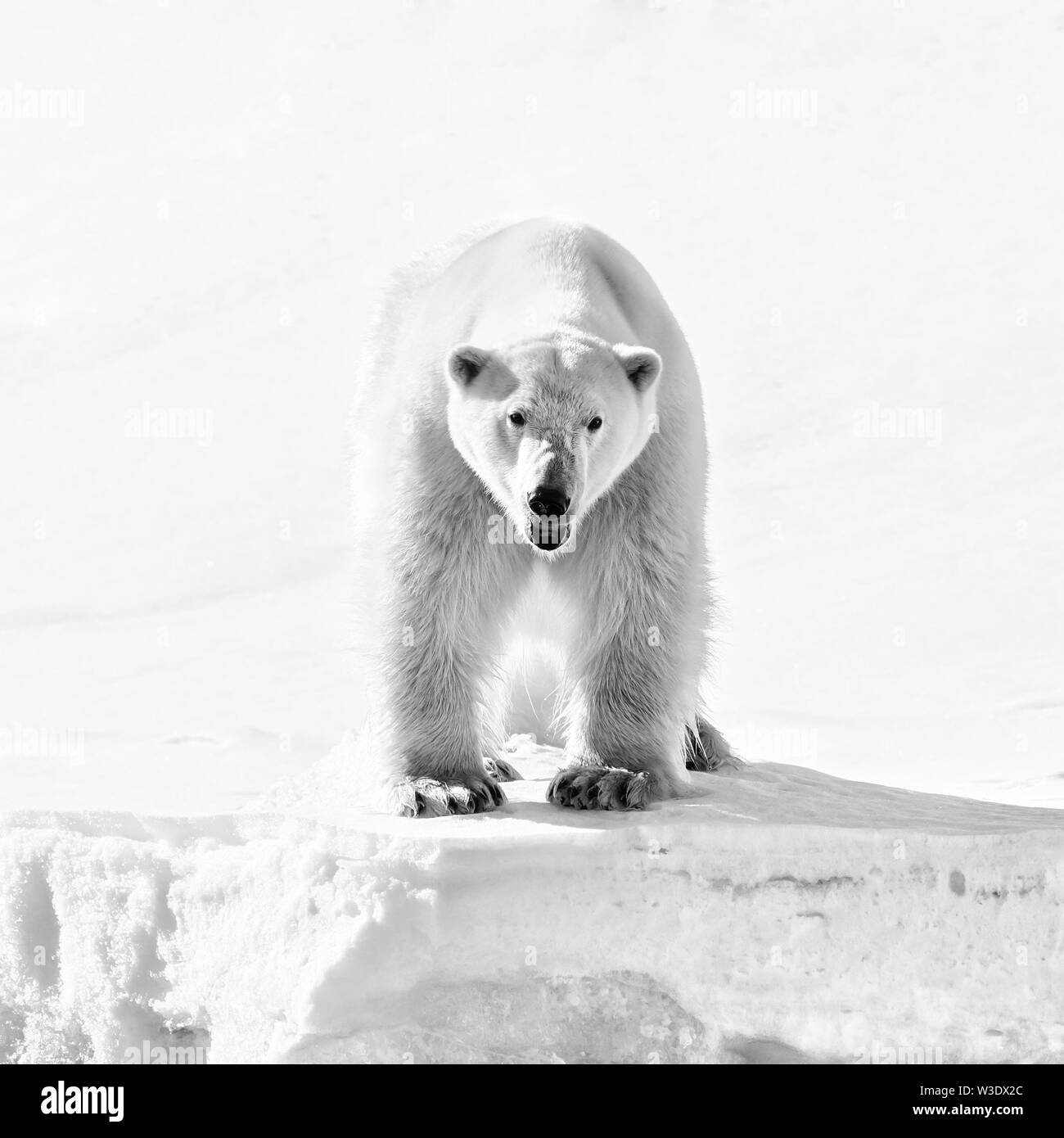 Orso polare in vista frontale. Tasto alto bianco e nero ritratto di un grande maschio adulto in Svalbard, un arcipelago norvegese tra il continente Norvegia e il n. Foto Stock