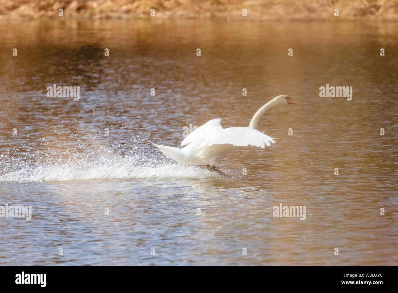 Swan lo sbarco su acqua Foto Stock