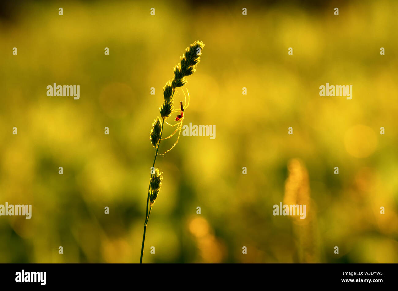 Spider-tetragnatha su un gambo verde di erba mazzolina sullo sfondo verde-oro prato Foto Stock