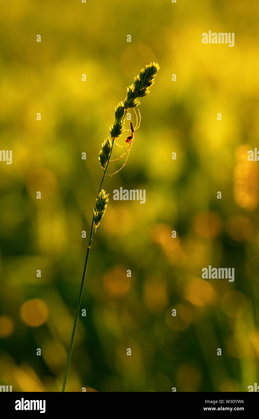 Silhouette di spider-tetragnatha su un gambo verde di erba mazzolina sullo sfondo verde dei prati Foto Stock