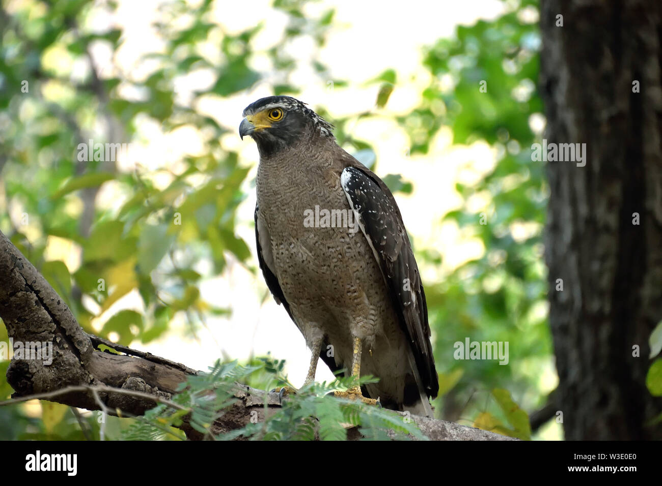 corbett Foto Stock