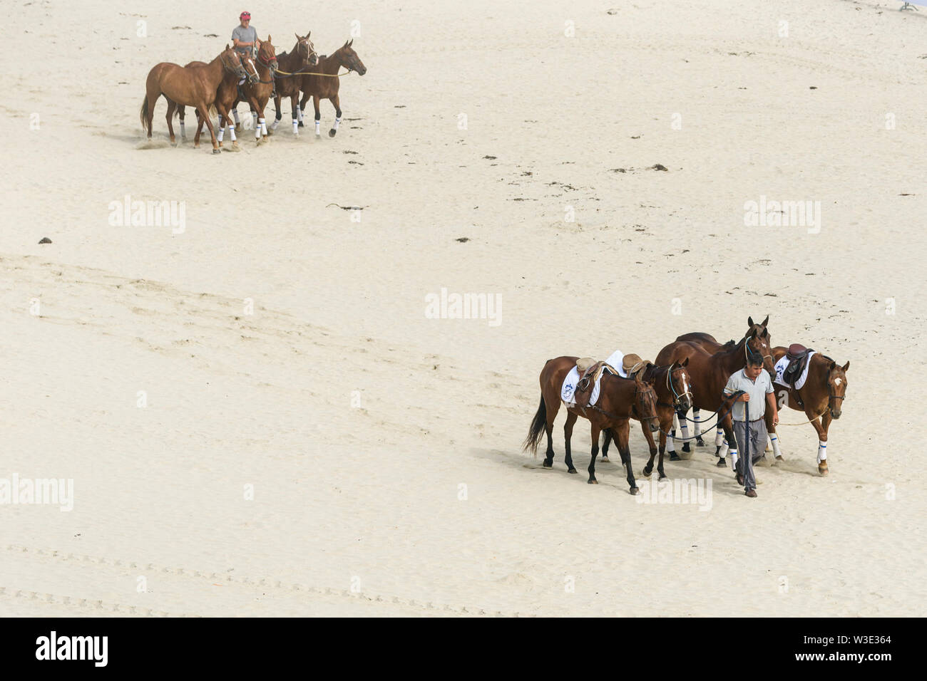 Preparazione dei cavalli per una polo la concorrenza sulla spiaggia di Dinard, Francia Foto Stock