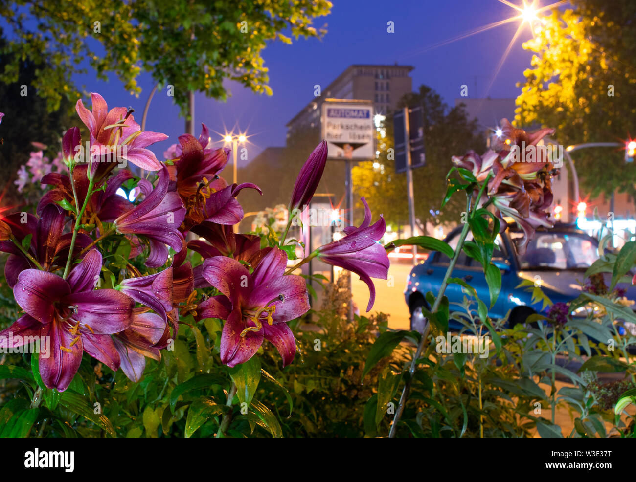 Wet gigli rosa notte dopo la pioggia urban Foto Stock