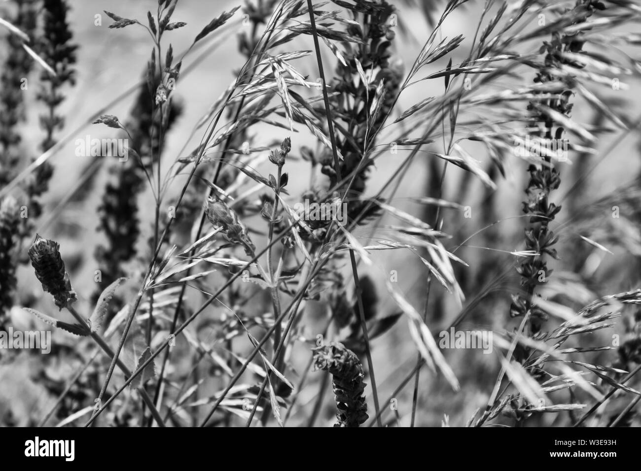 Milium effusum e Salvia pratensis. La natura dello sfondo. Monocromatico. Copia dello spazio. Foto Stock