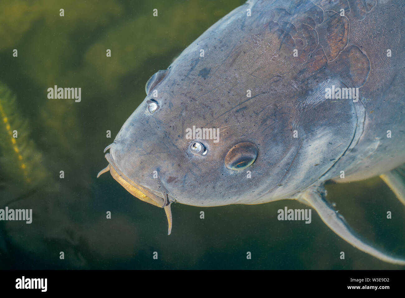 Dettagliate fino in prossimità di una carpa in un stagno sotto l'acqua Foto Stock