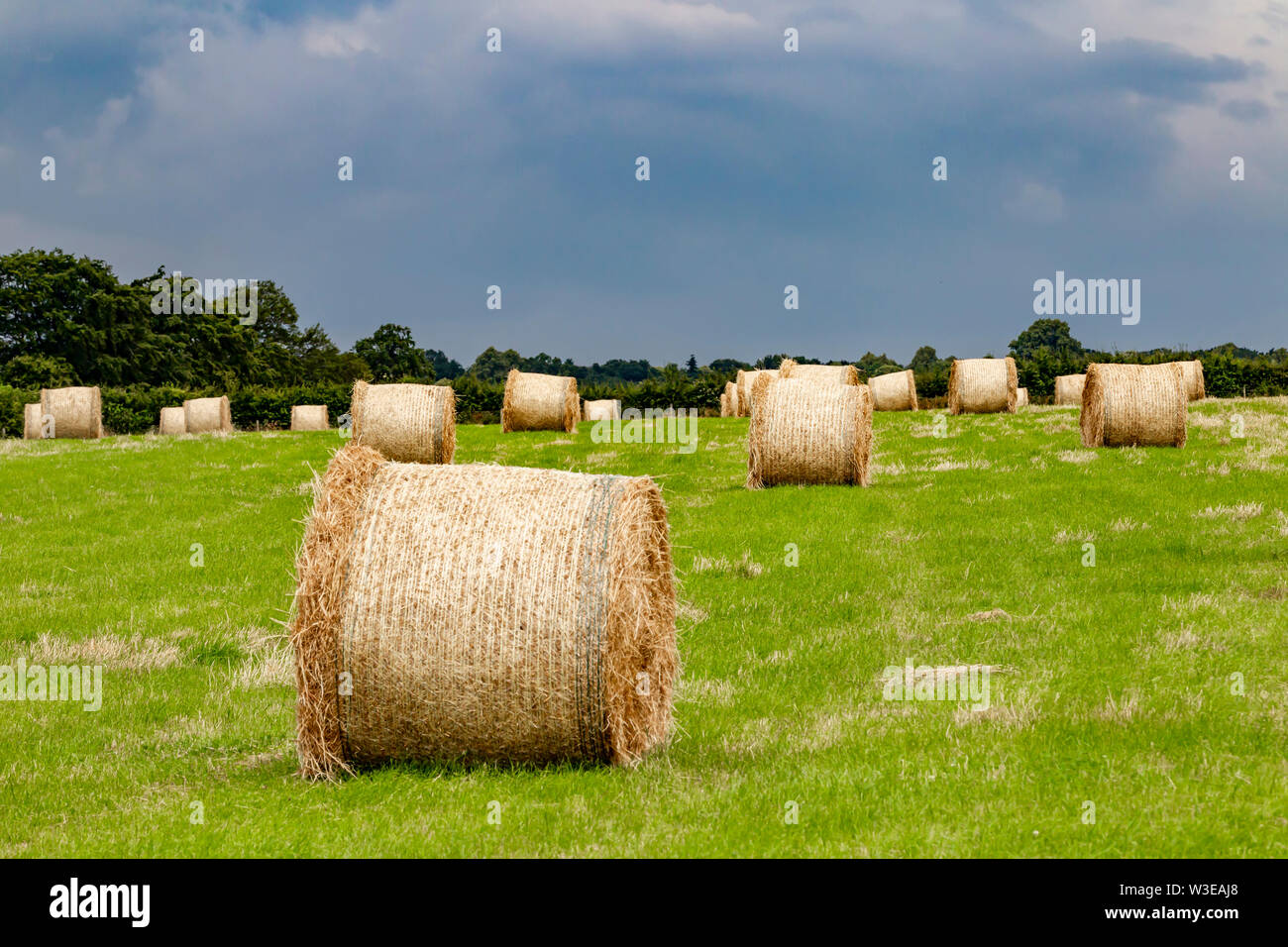 Balle di fieno in un campo a fianco di essiccazione Washbrook Lane, Ecton, Northamptonshire, Regno Unito. Foto Stock