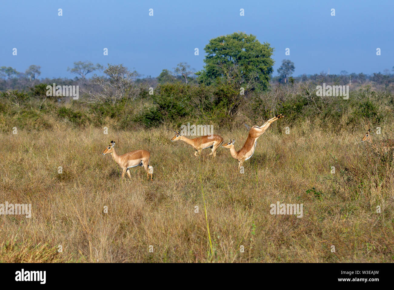 Impala pronking e il salto nel Parco Nazionale di Kruger in Sud Africa Foto Stock