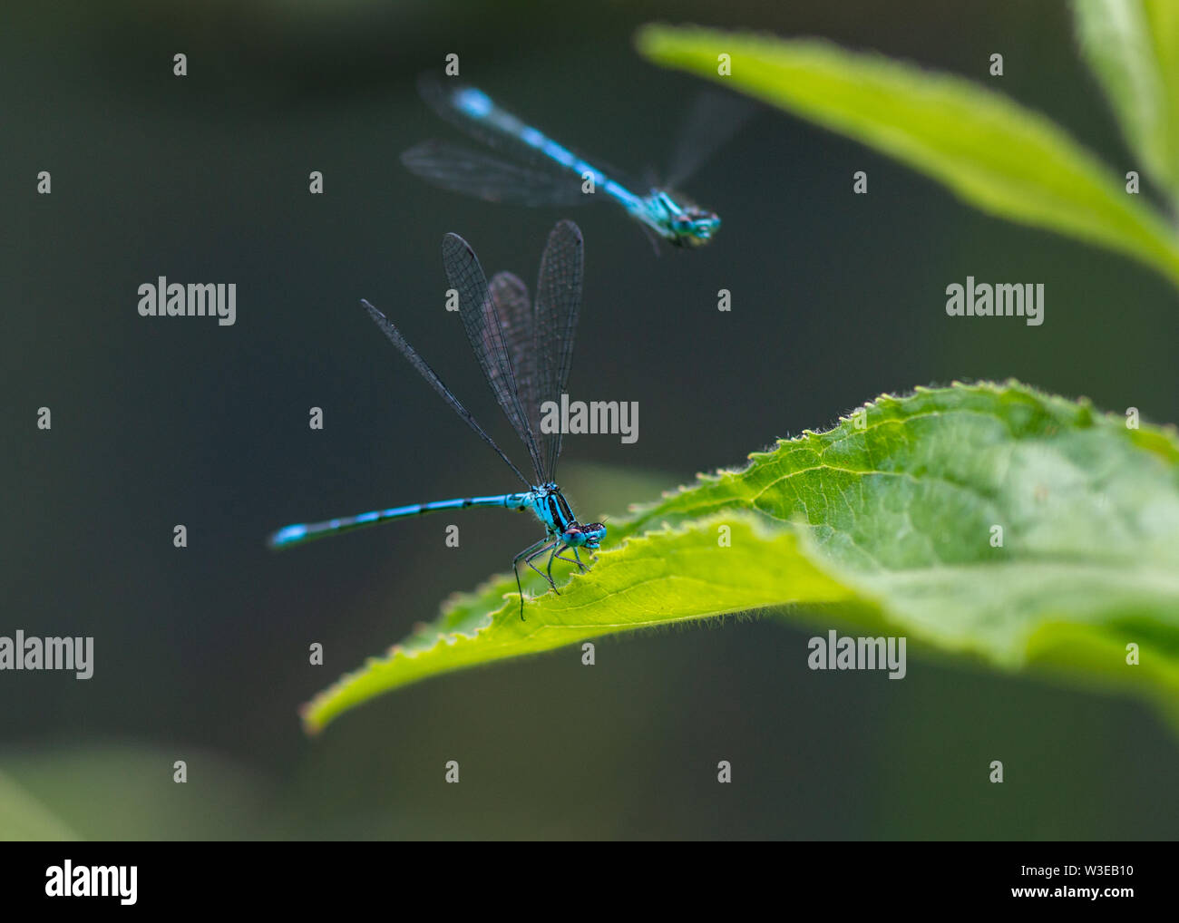 Comune Damselfly blu Foto Stock