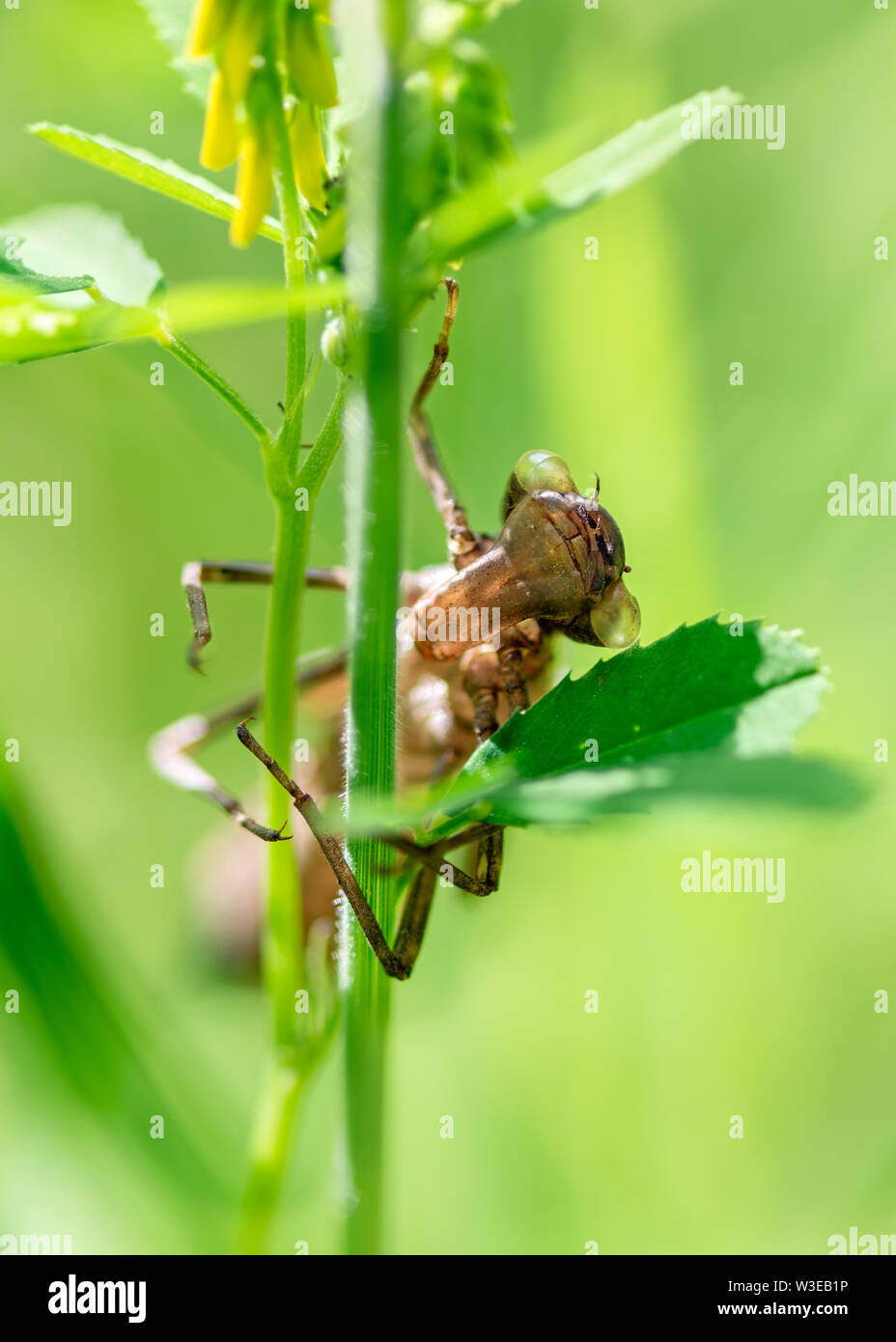 Vuoto a forma di libellula caso laval Foto Stock
