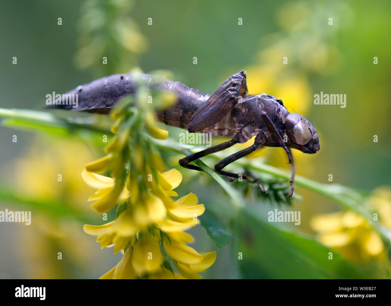Vuoto a forma di libellula caso laval Foto Stock