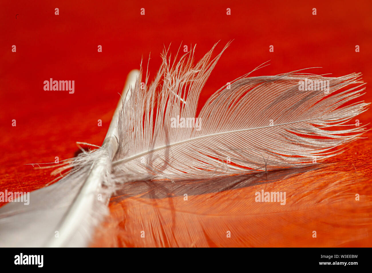 Close-up di una piuma bianco giacente su una superficie di colore rosso Foto Stock