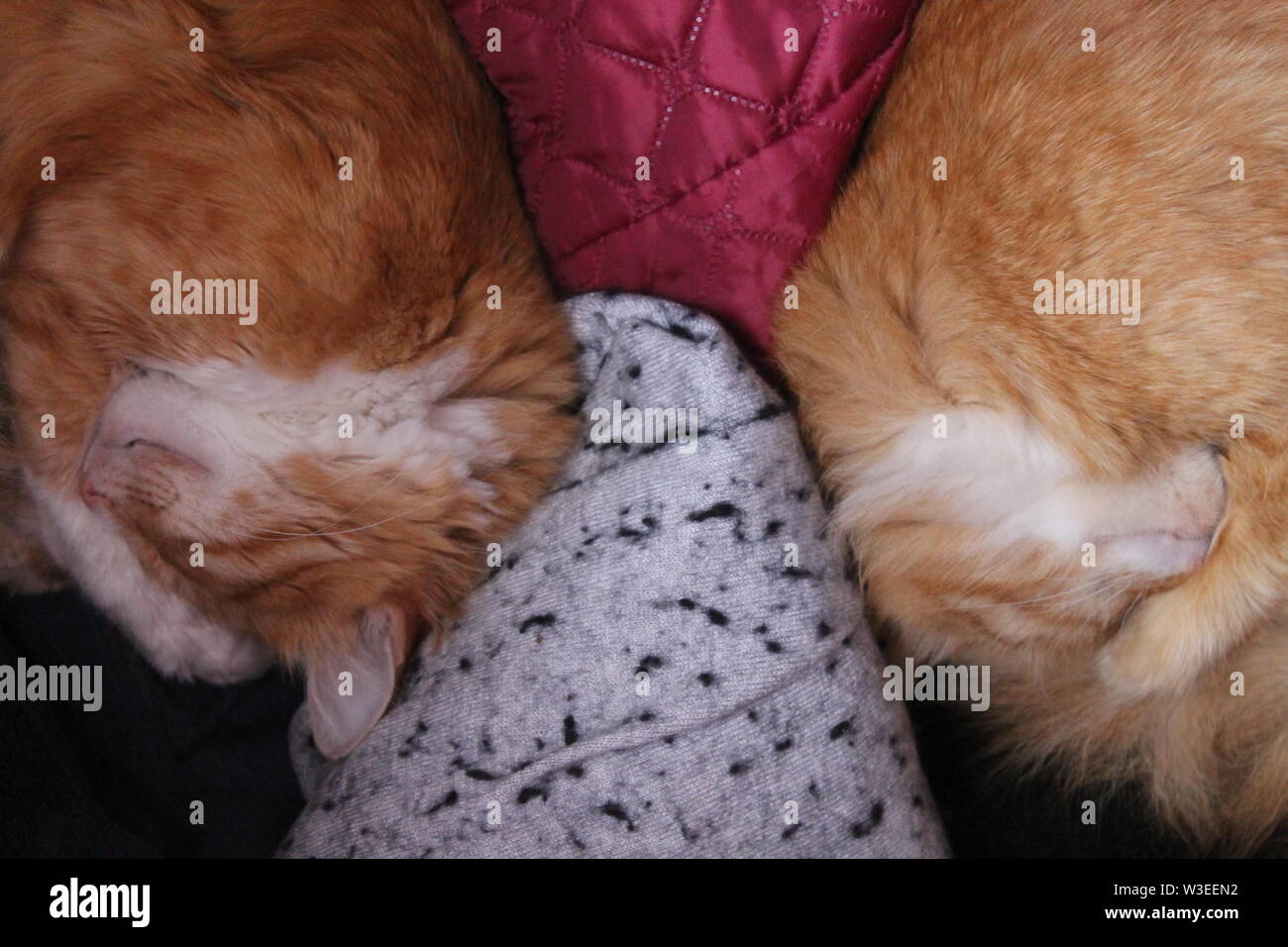 Due luminose soffici gatti dormire fianco a fianco Foto Stock