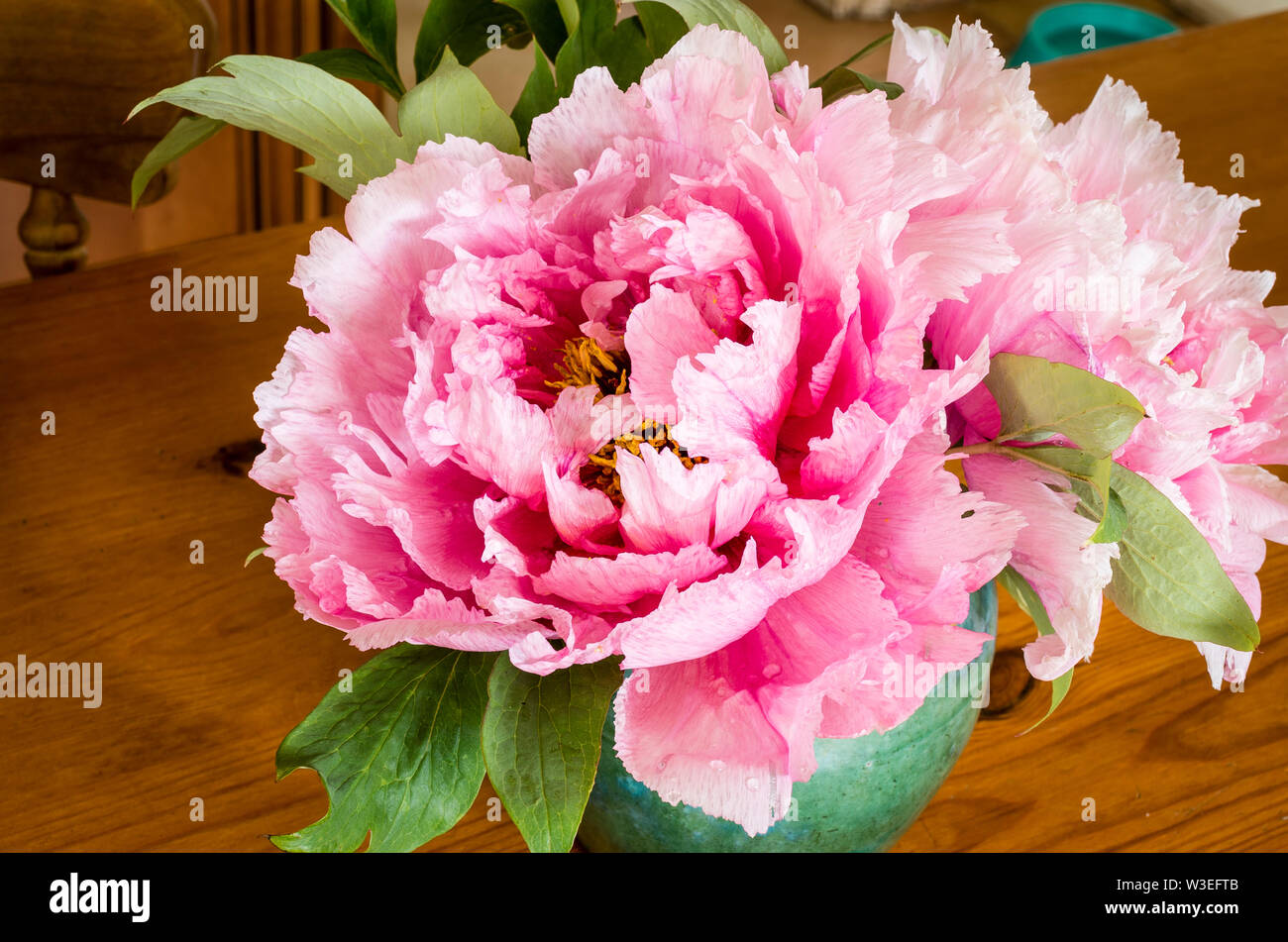 Rosa pallido peonie ad albero utilizzato come campione ritagliato flowesr interni in una caraffa in ceramica posizionato su di un legno di pino tavolo da cucina Foto Stock