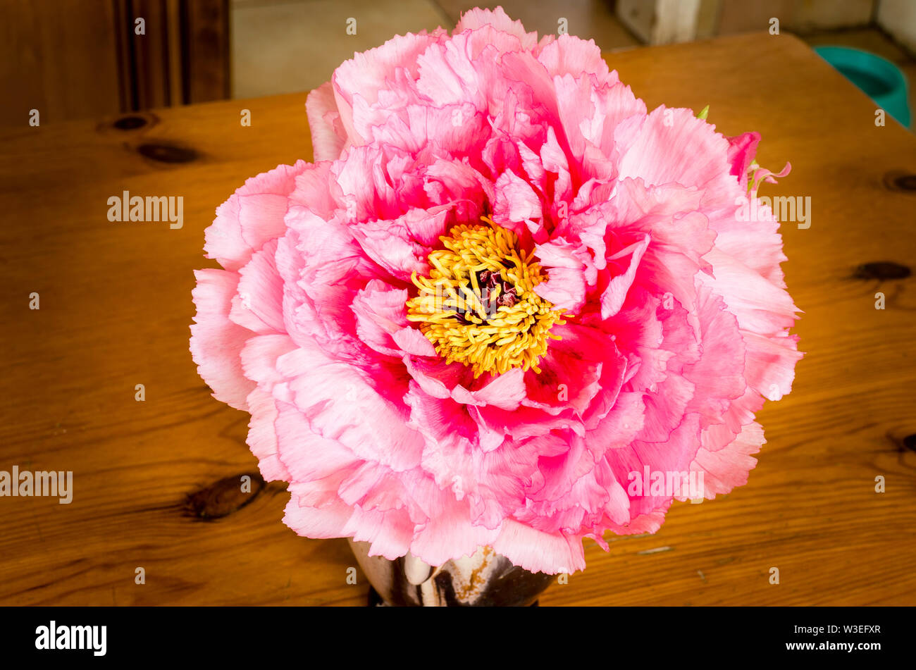 Pallido rosa peonia albero utilizzato come un campione di fiori da taglio in ambienti interni in una caraffa in ceramica posizionato su di un legno di pino tabley cucina Foto Stock