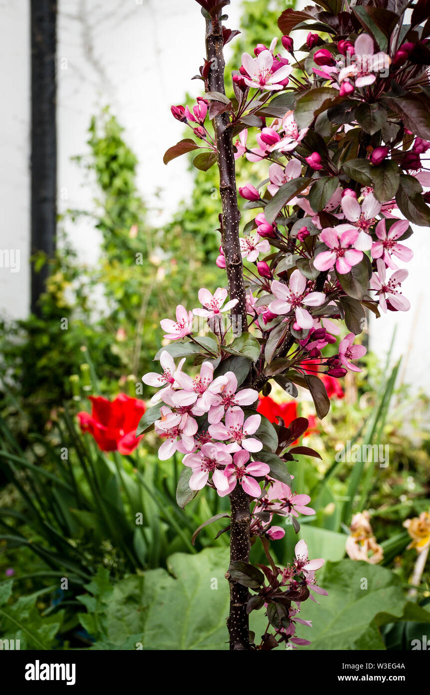 Rosa pallido e fiori di colore rosso sul giovane granchio ornamentali albero della mela verde scuro rosso-tinto foglie (Malus toringo Aros) Foto Stock