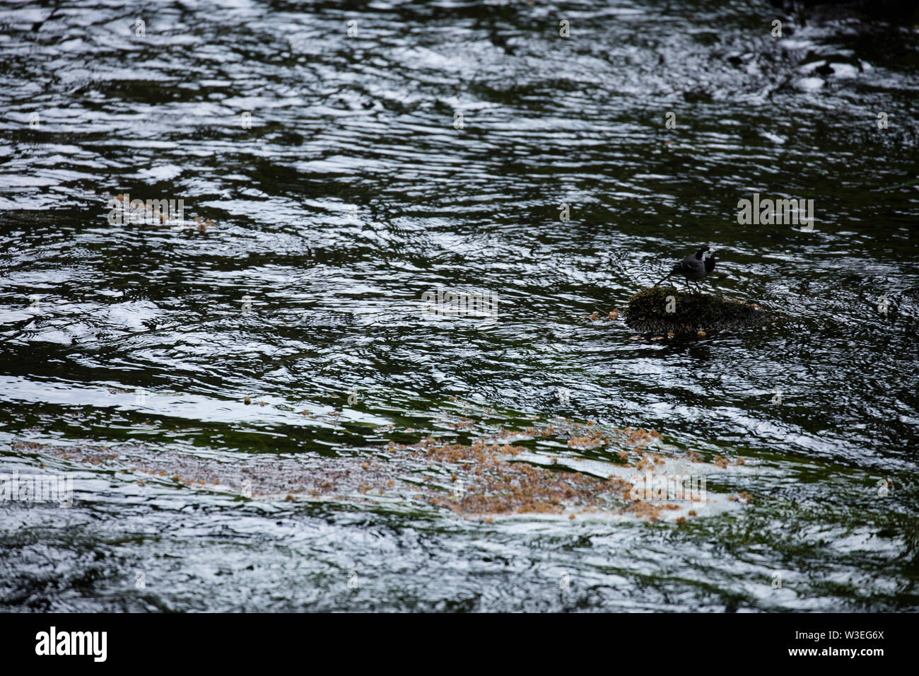 White Wagtail, Gole del fiume Kamenice, della Svizzera boema National Park, Repubblica Ceca, Europa Foto Stock