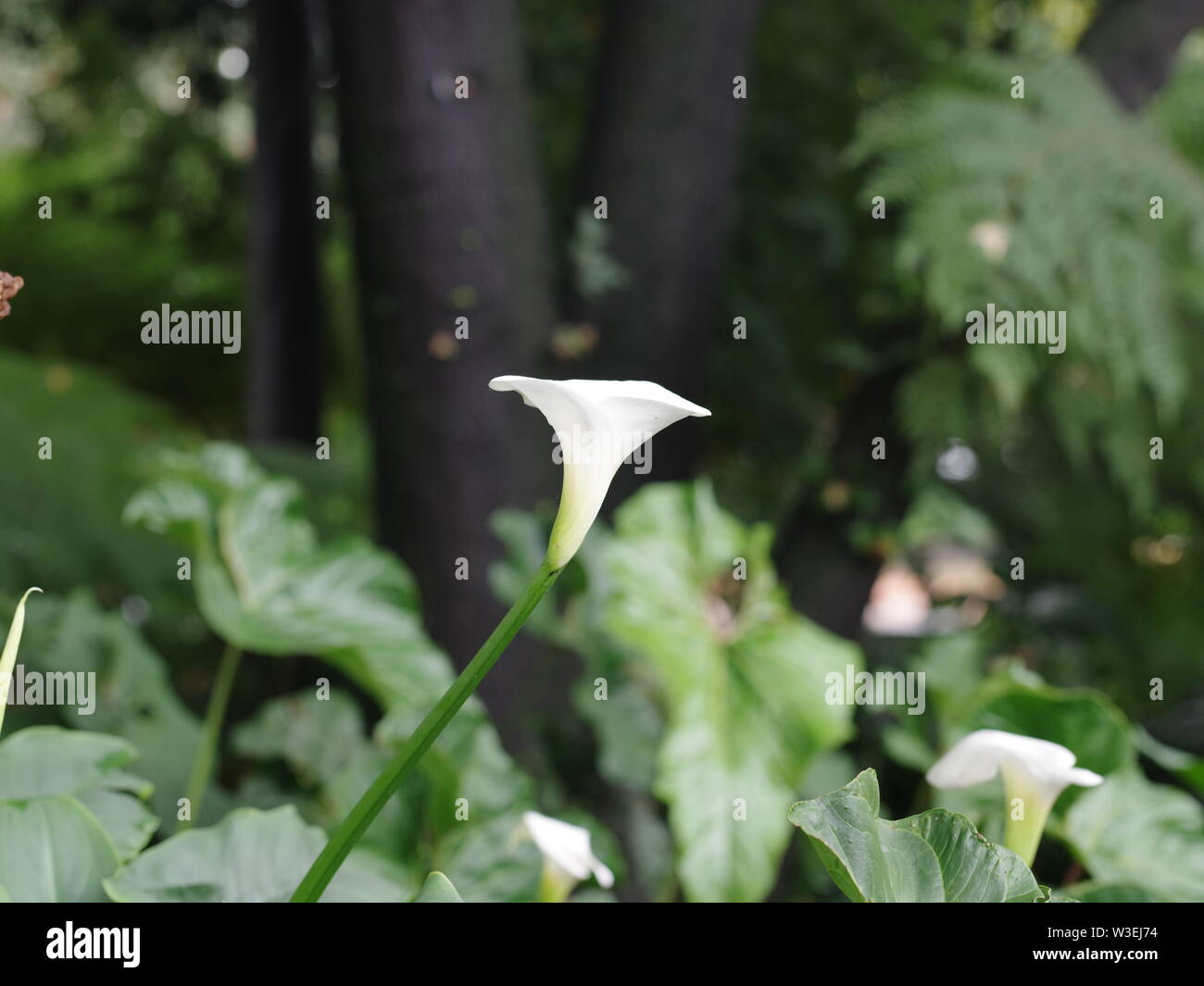 I fiori sono l'essenza della natura Foto Stock