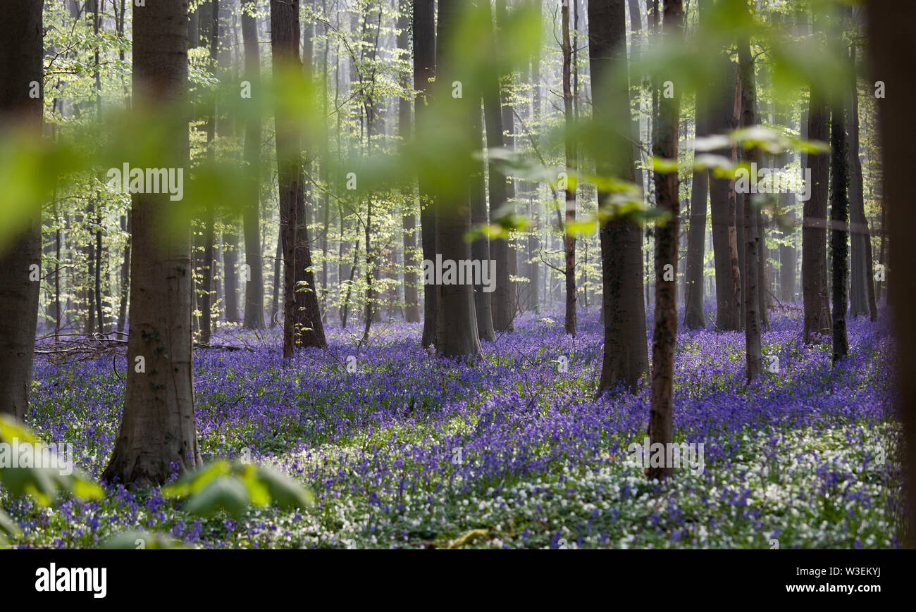 Tappeto di Blue Bells nei boschi Foto Stock