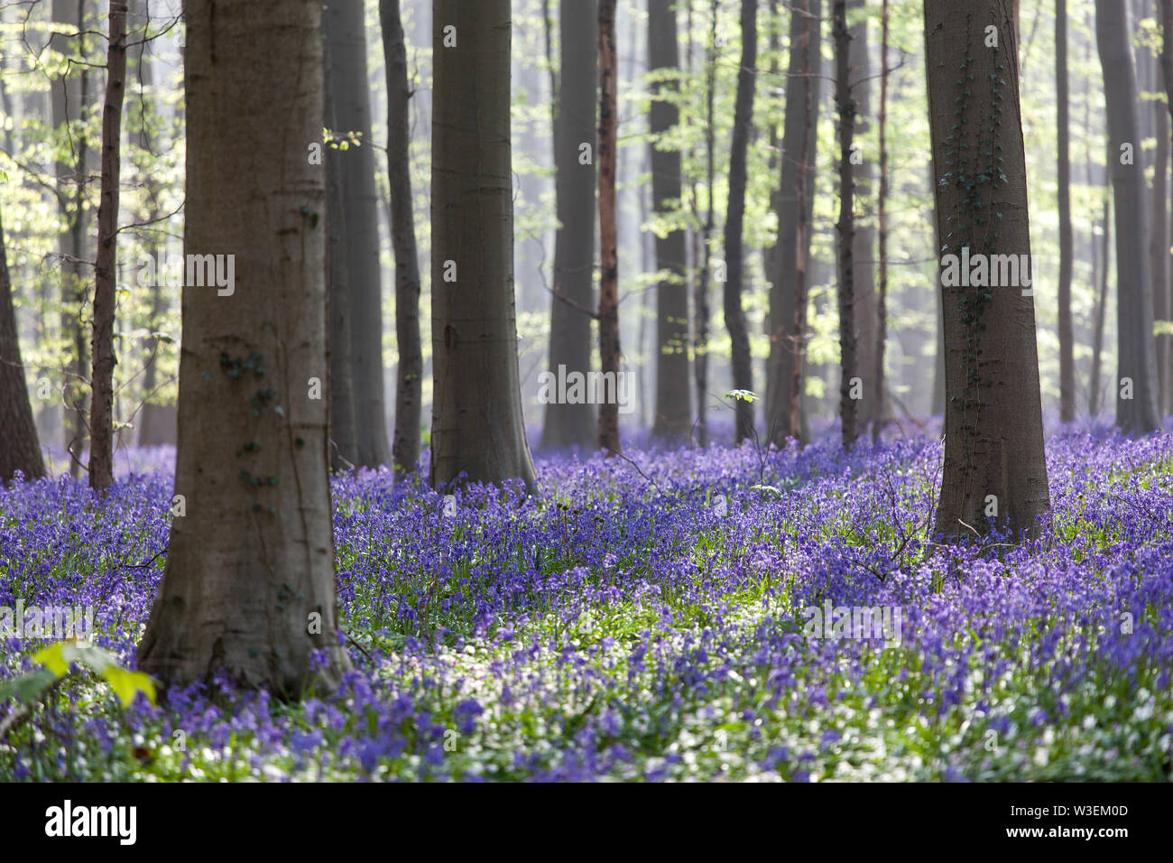 Tappeto di Blue Bells nei boschi Foto Stock