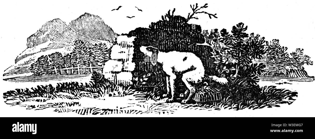 Appendice di pastorale. Taglio di legno intagliato, illustrazione presa da "Bewick Thomas "una storia generale di quadrupedi', pubblicato da T. Bewick, Longman e C Foto Stock