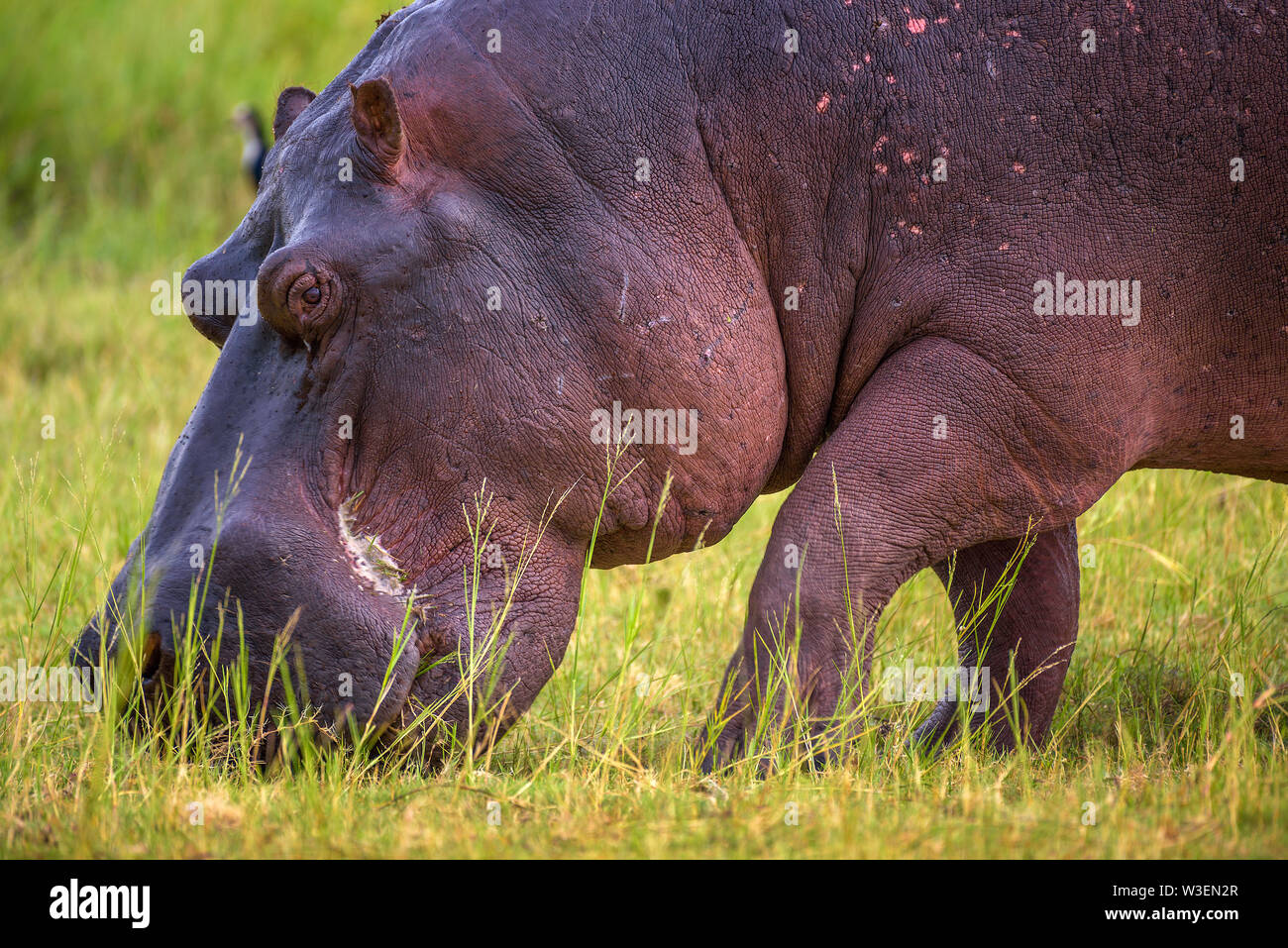 Hippo pascolare nel Parco Nazionale Chobe, Botswana Foto Stock