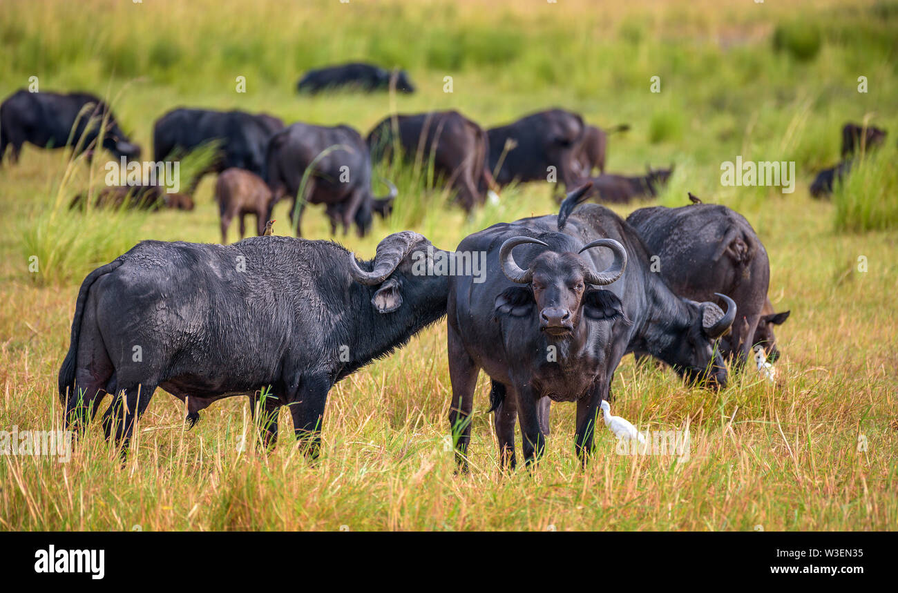 Allevamento di African cape bufali pascolare nel Chobe National Park Foto Stock