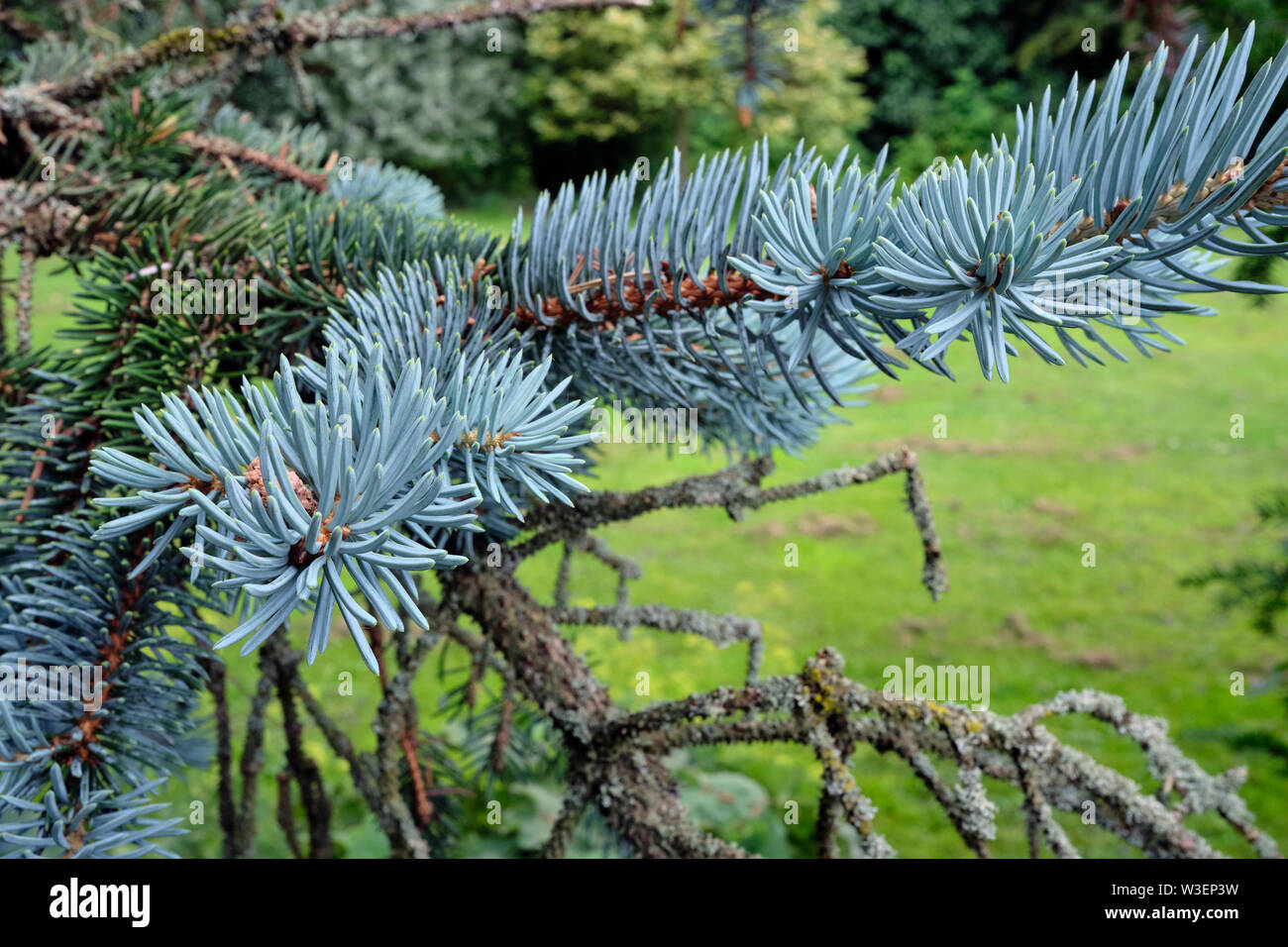 Grigio aghi di pino spiccano nel giardino urbano, Burley in Wharfedale 13/07/19 Foto Stock