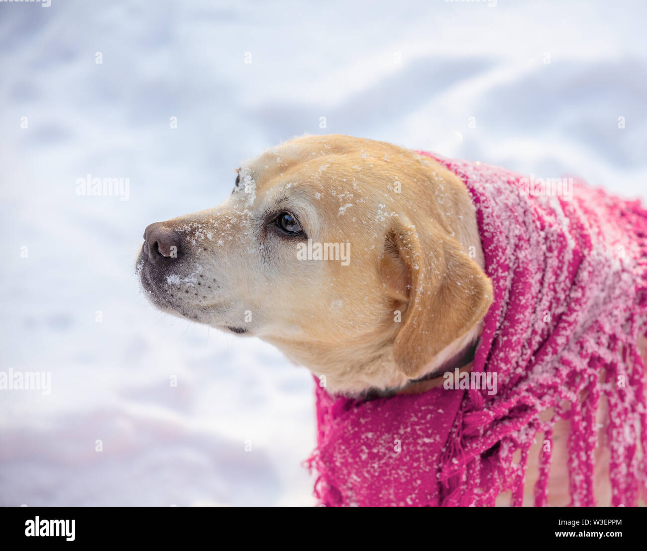 Ritratto di Labrador retriever cane in un rosso scialle e seduti all'aperto in inverno nevoso Foto Stock