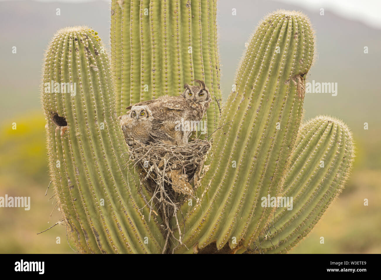 Grande cornuto gufi, Bubo virgininus, deserto Sonoran, in Arizona con nido di cactus Saguaro Foto Stock