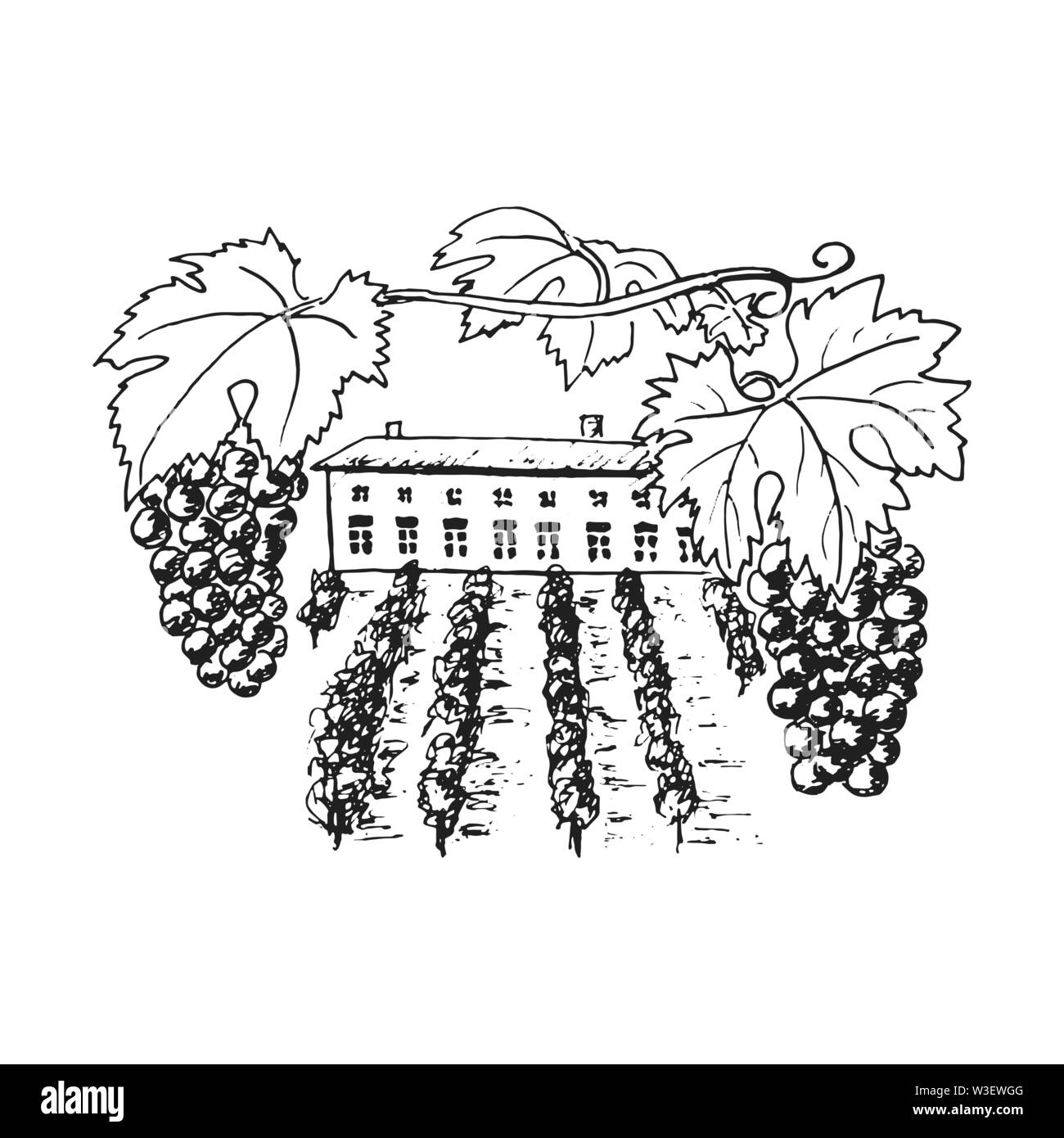 piantagione di vite, colline d'uva, alberi, casa, cantina all'orizzonte illustrazione vettoriale. Disegnato a mano Illustrazione Vettoriale