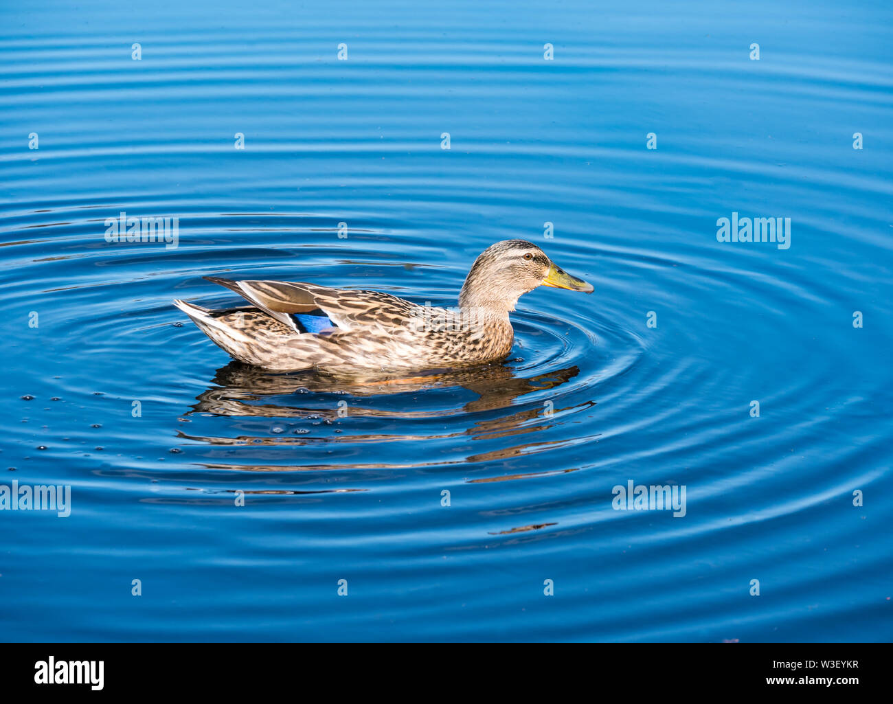 Femmina Mallard duck, Anas platyrhynchos, in acqua ripple nella luce del sole Foto Stock