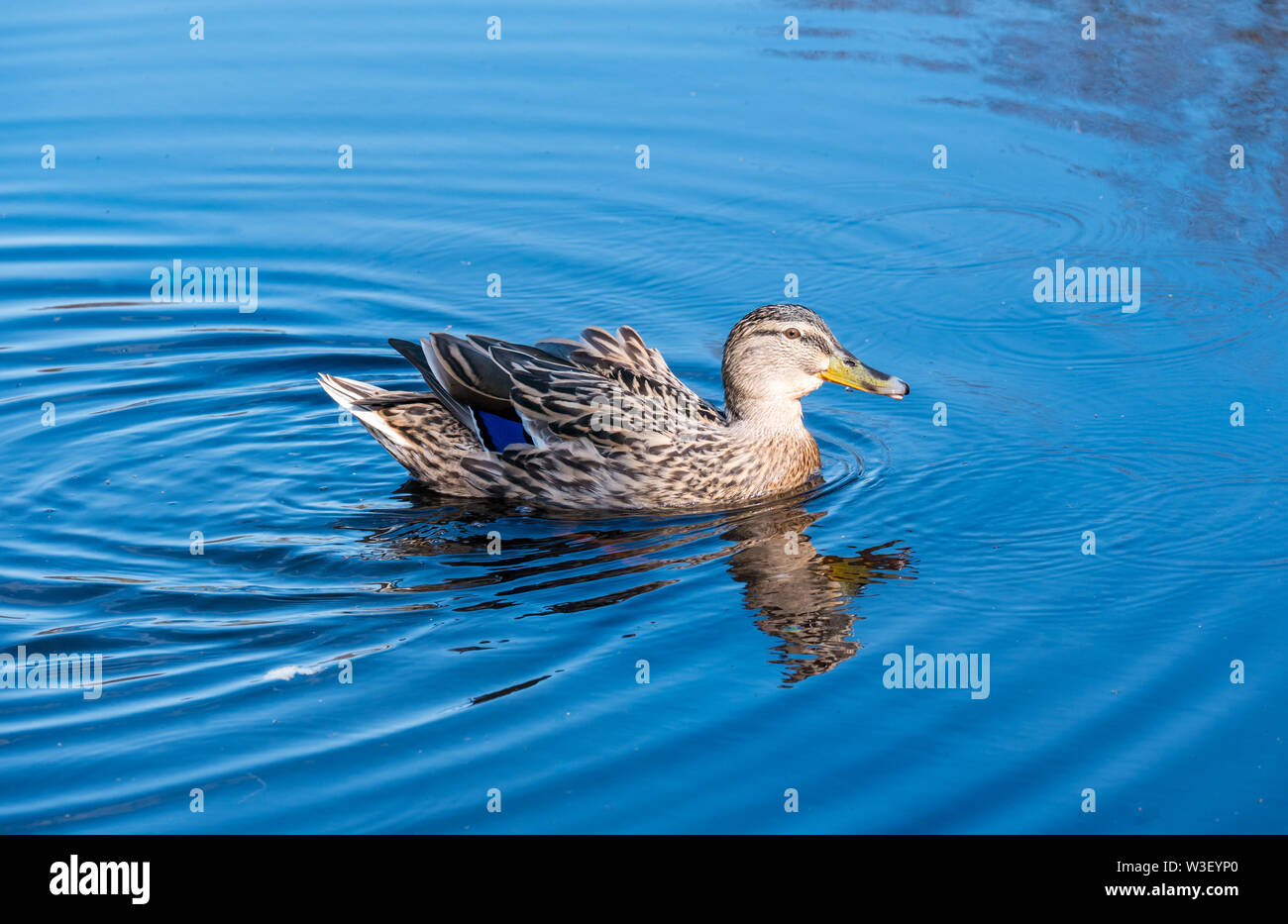 Femmina Mallard duck, Anas platyrhynchos, in acqua ripple nella luce del sole Foto Stock