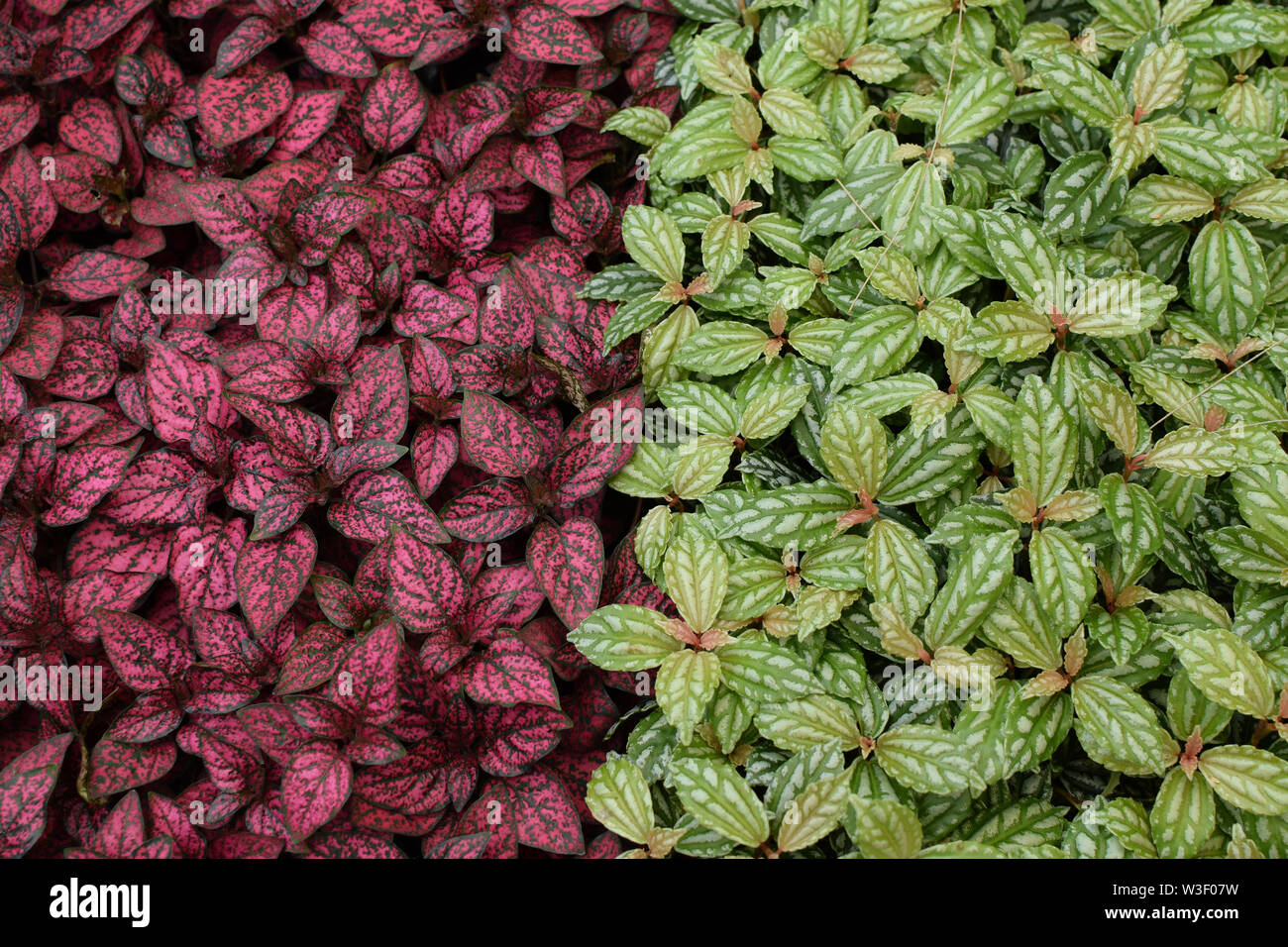 Begonia con viola nero e foglie verde fogliame variegato impianto. Houseplants ornamentali sfondo naturale. Foto Stock