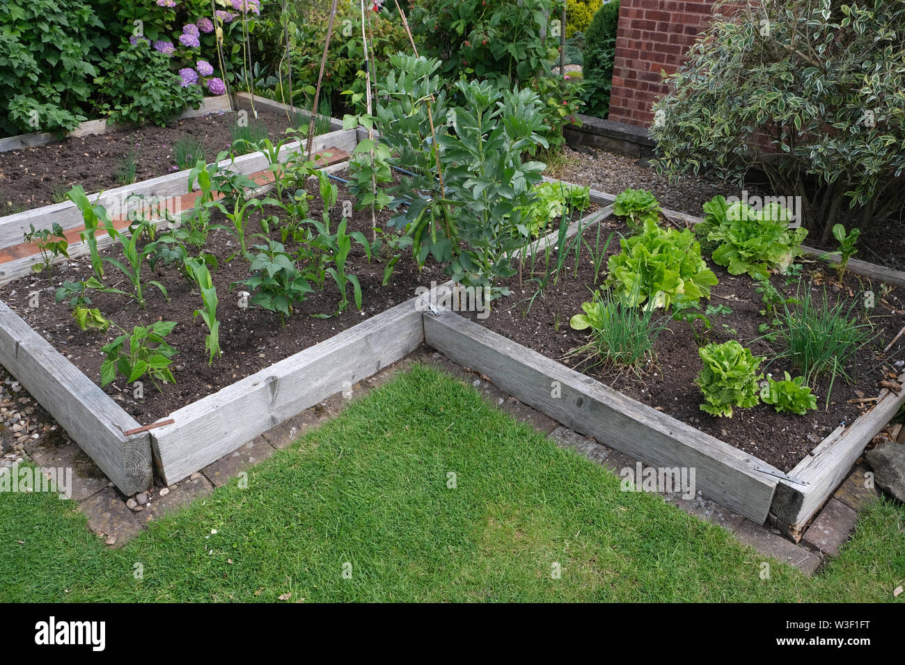 Sollevate i letti per la coltivazione di ortaggi in giardino suburbano, varietà di piante commestibili compresi i fagioli, il mais, luttuce e cipolle Foto Stock