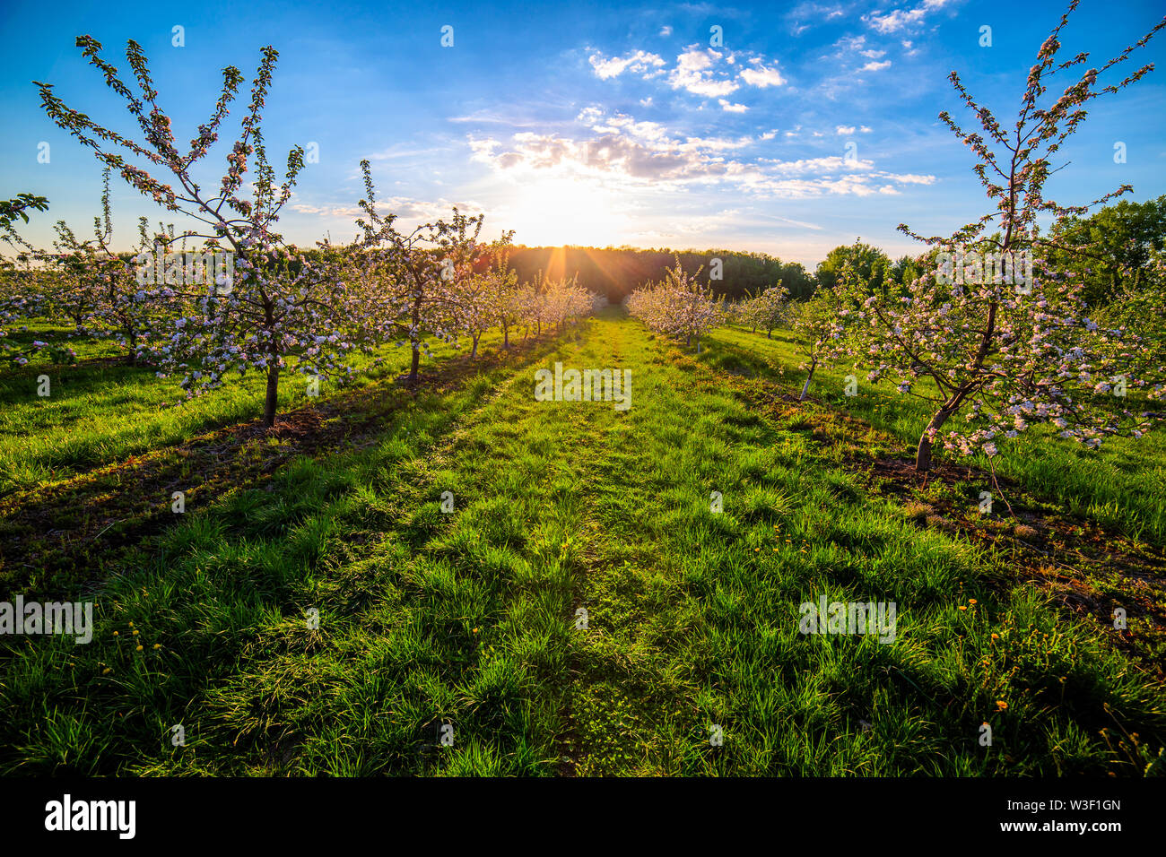 Fioritura di giovani giardino apple al tramonto la luce del sole ampia angolazione Foto Stock