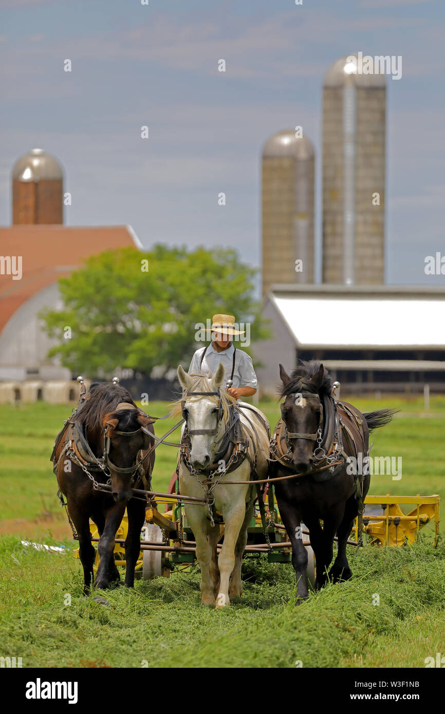 Uomo Amish, rastrellando fieno, Lancaster County, Pennsylvania Foto Stock