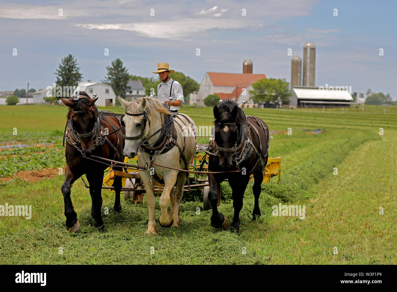 Uomo Amish, remare fino al fieno per le operazioni di imballaggio, Lancaster County, Pennsylvania Foto Stock