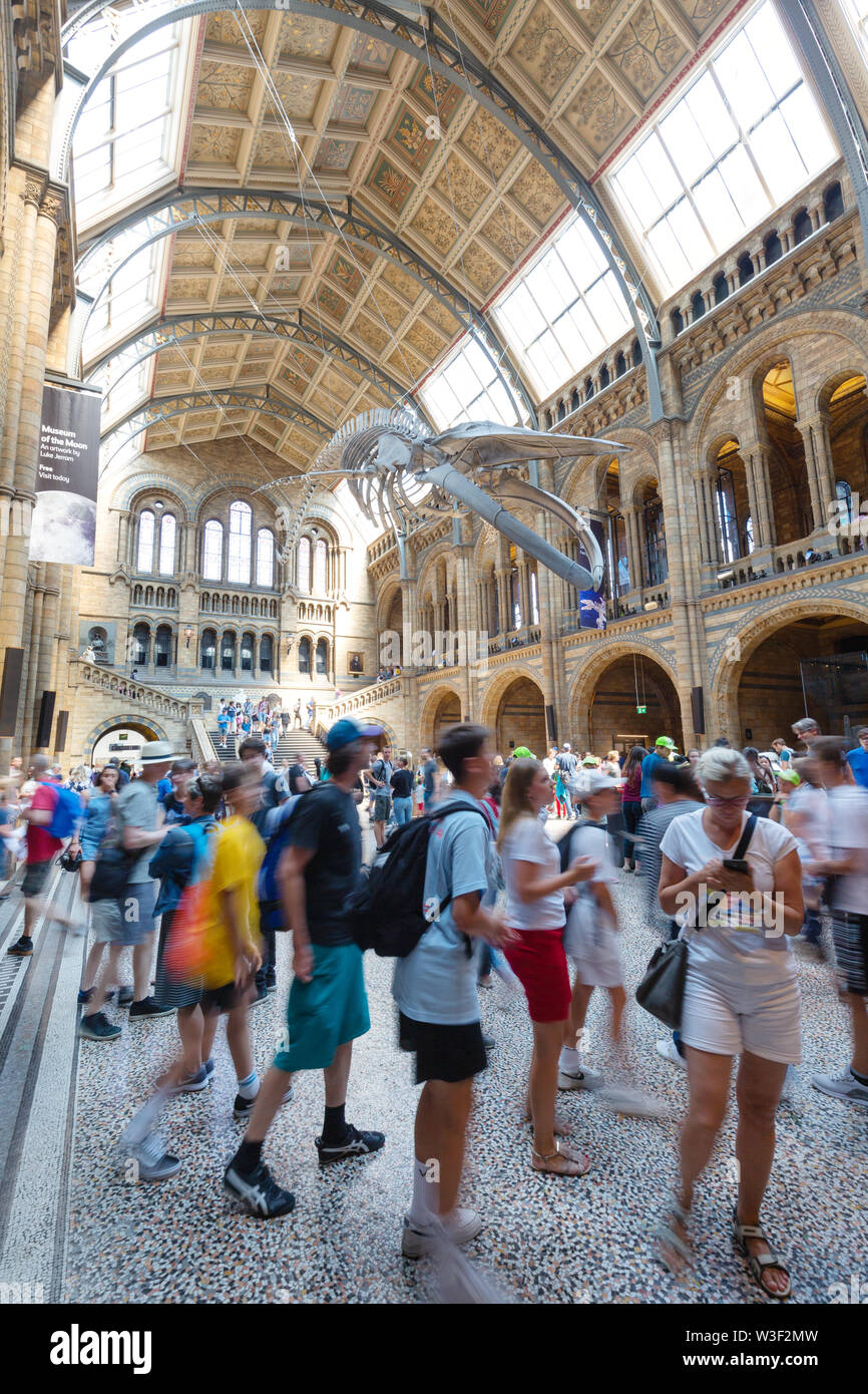 Museo di Storia Naturale di Londra interno; la folla di persone nella sala principale (Hintze Hall) sotto il blu di scheletro di balena, South Kensington London REGNO UNITO Foto Stock