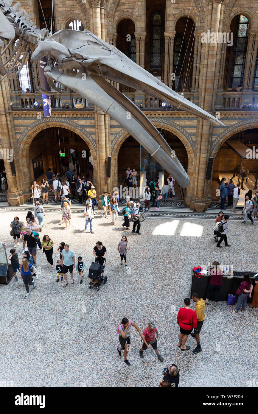 Museo di Storia Naturale di Londra interno; le persone nella sala principale (Hintze Hall) sotto il blu di scheletro di balena, South Kensington London REGNO UNITO Foto Stock