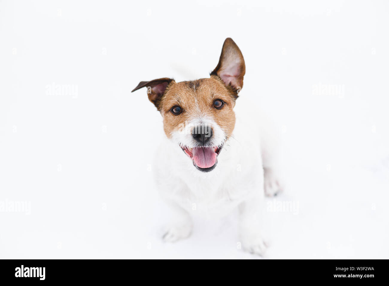 Cute cane seduto sul bianco della neve cercando con curiosità e attenzione al proprietario Foto Stock