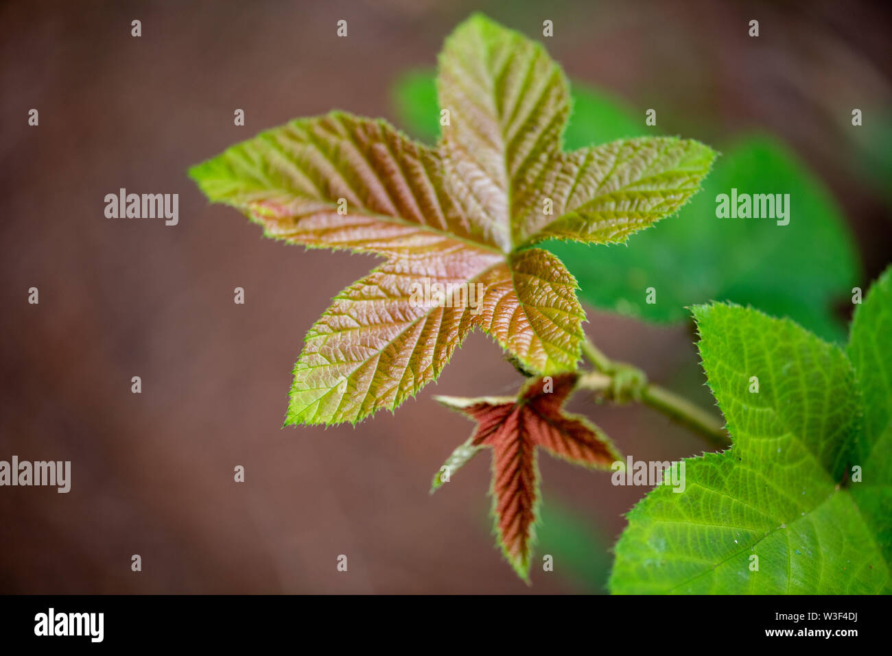 Belle foglie verdi Foto Stock