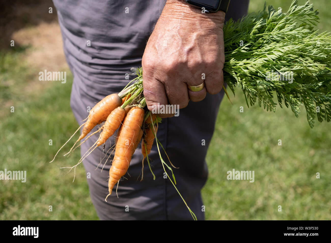 Mano azienda mazzetto di freschi carote prelevate, anziani mans mano Foto Stock