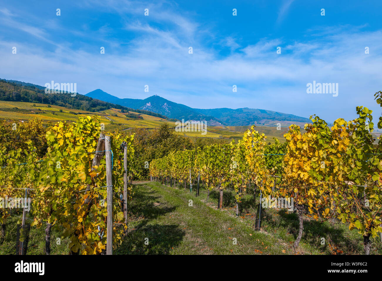 Paesaggio con vigneti a Hunawihr, Alsazia strada del vino e le colline ai piedi dei Vosgi, Francia Foto Stock