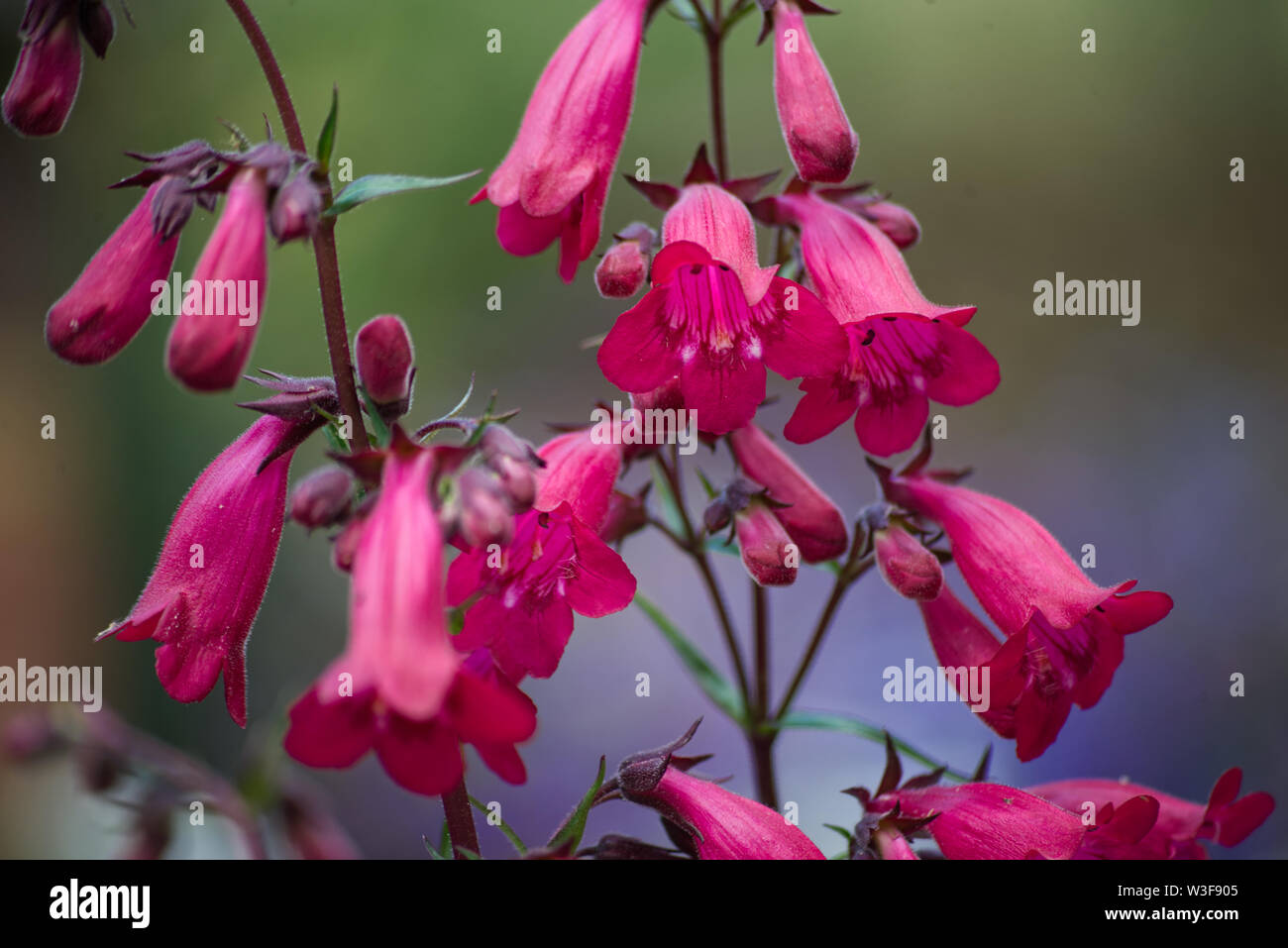 Fiore giardino di piante orticole Foto Stock