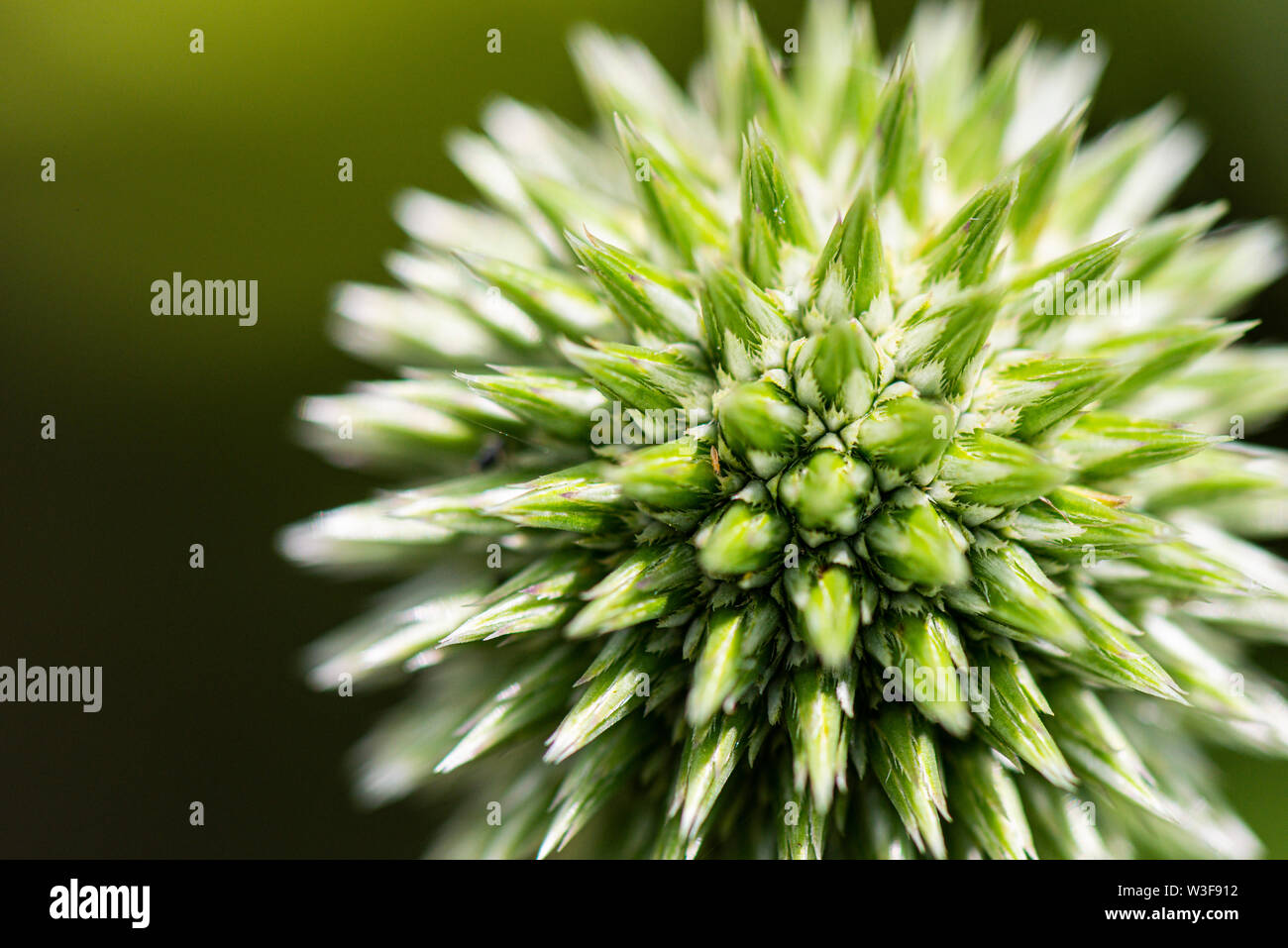 Una chiusura di testa dei fiori di un globo blu thistle (Echinops bannaticus) prima della fioritura Foto Stock