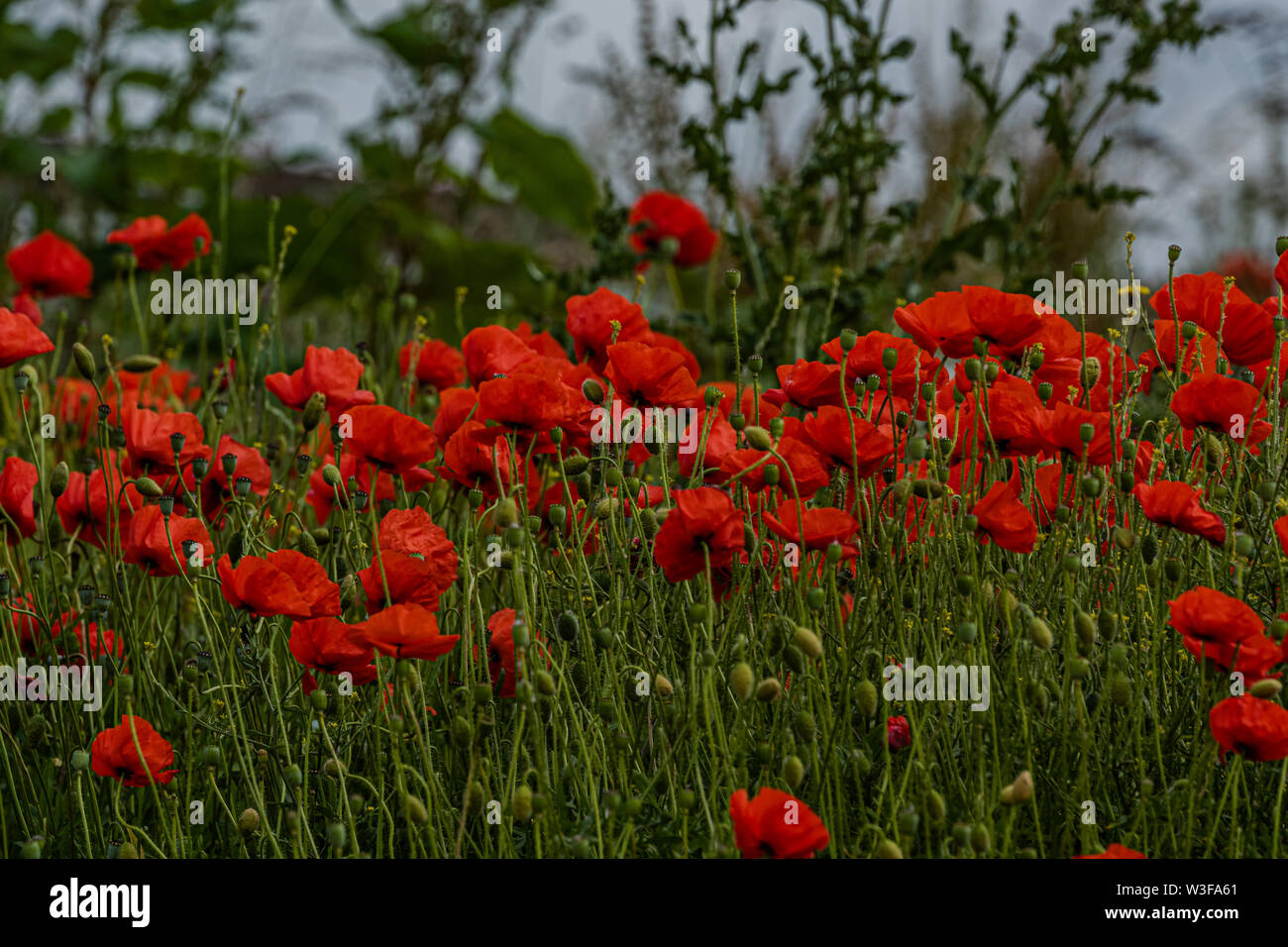 Wild papaveri di mais. Foto Stock