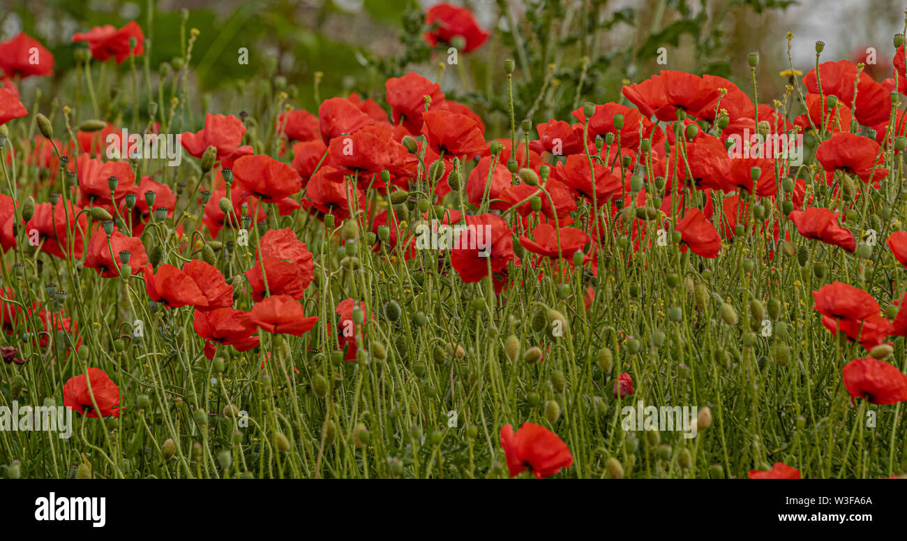 Wild papaveri di mais. Foto Stock