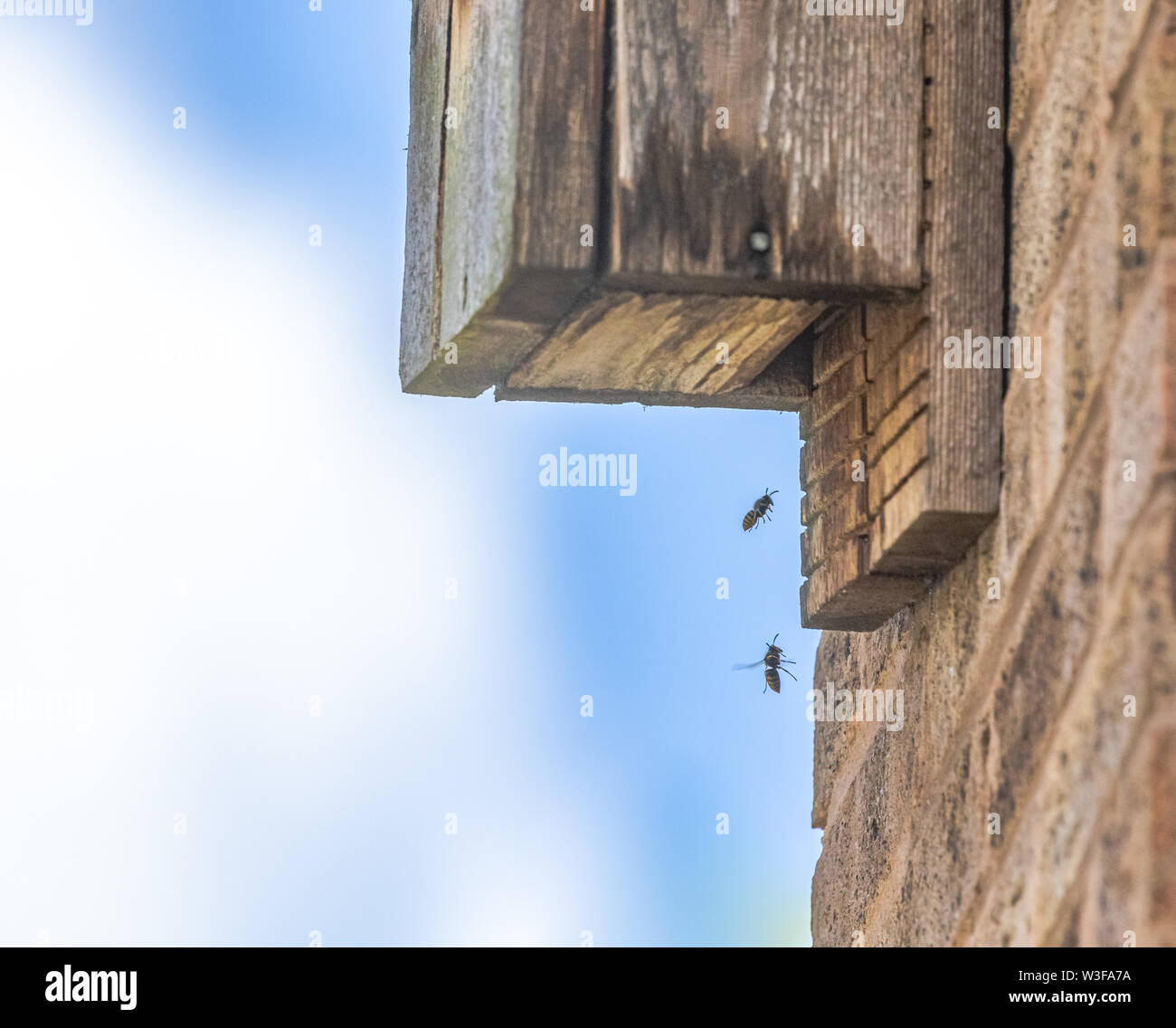 Segni di nido di vespe immagini e fotografie stock ad alta risoluzione ...